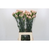 Dianthus St Creola