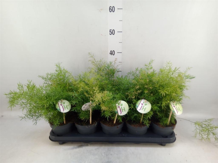 <h4>Asparagus dens. 'Cwebe'</h4>