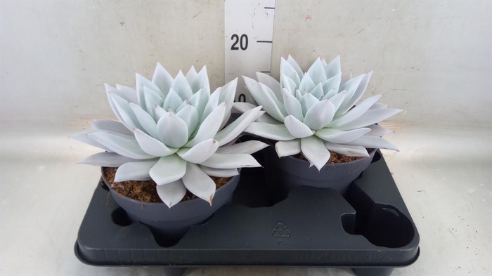 <h4>Echeveria  'Mexican Giant'</h4>