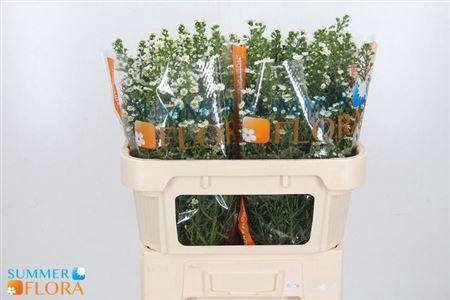 <h4>Ast Paquita</h4>