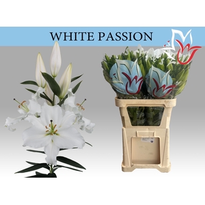 LI OR WHITE PASSION