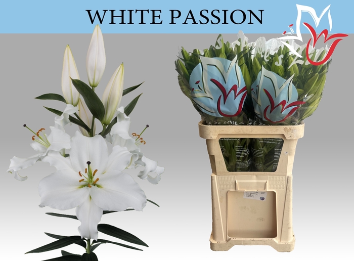 <h4>LI OR WHITE PASSION</h4>