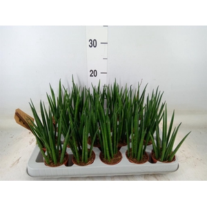 Sansevieria bacularis