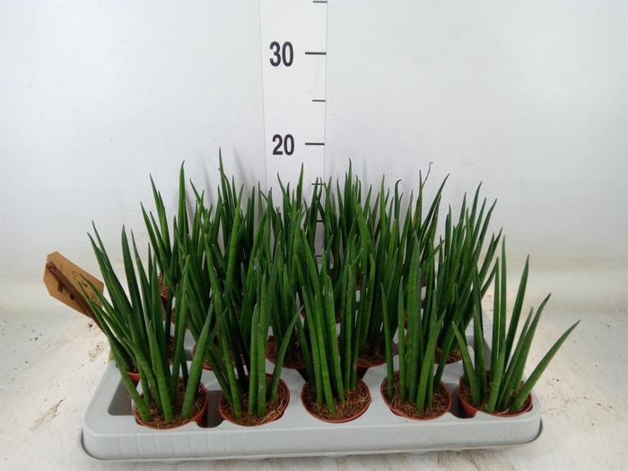 <h4>Sansevieria bacularis</h4>