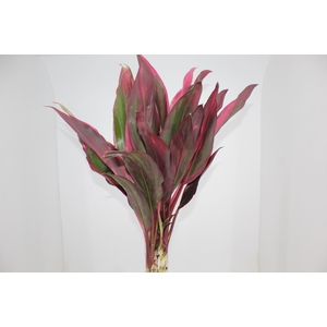 FOLHAGEM DRACENA CORDYLINE FRUTIOSA 080 CM
