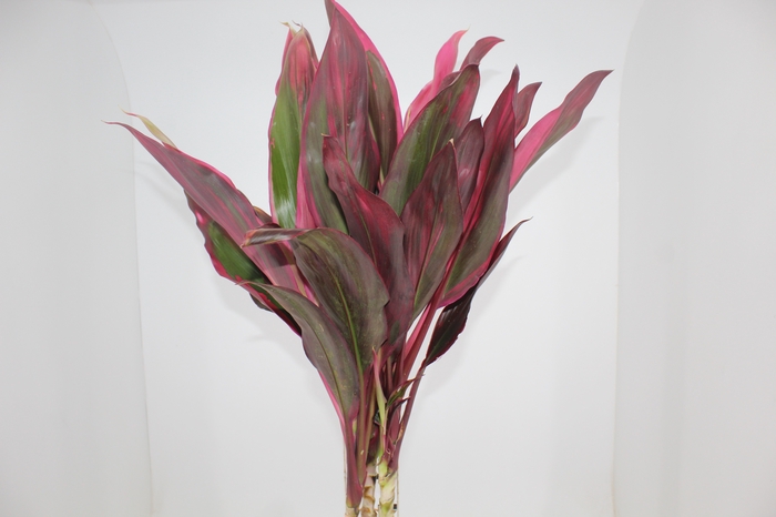<h4>FOLHAGEM DRACENA CORDYLINE FRUTIOSA 080 CM</h4>