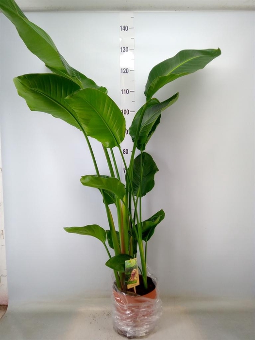<h4>Strelitzia nicolai</h4>