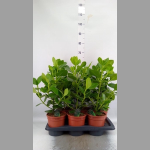 Clusia rosea 'Princess'