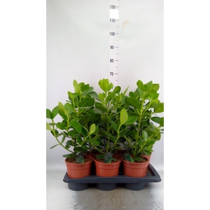 Clusia rosea 'Princess'