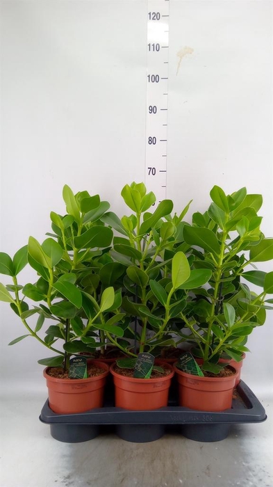 <h4>Clusia rosea 'Princess'</h4>