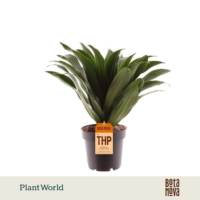 <h4>Dracaena Fragrans Compacta</h4>