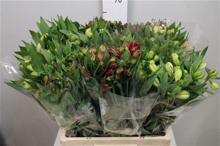 <h4>Alstr Gem In Fust</h4>