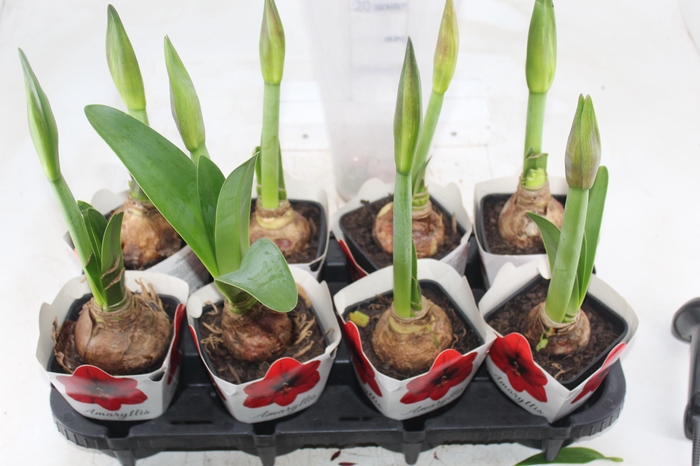 <h4>AMARYLLIS P14</h4>