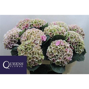 Hydr M Mag Opal Rose Cl