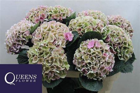 <h4>Hydr M Mag Opal Rose Cl</h4>