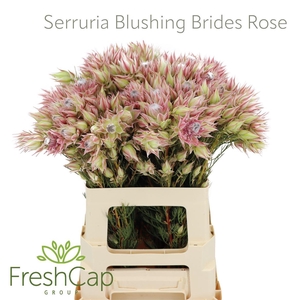 Serruria Blushing Brides Rose 2-5 Flwrs