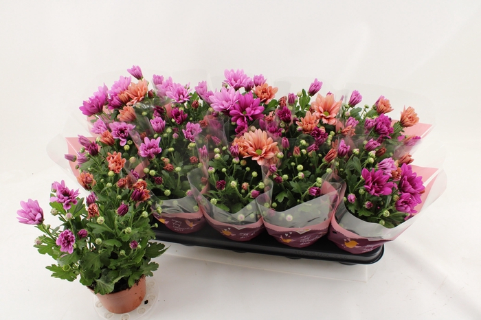 <h4>CHRYS GEM IN POT</h4>