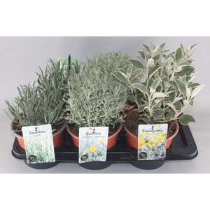 Vaste Planten Zilvermix C2