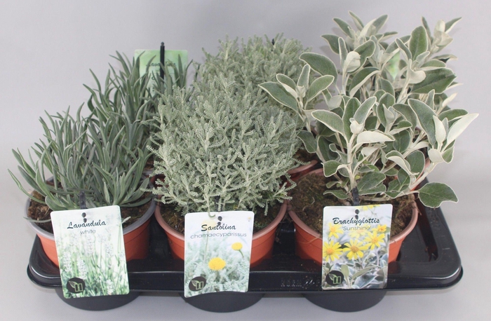 <h4>Vaste Planten Zilvermix C2</h4>