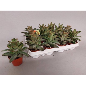 KALANCHOE TOMENTOSA