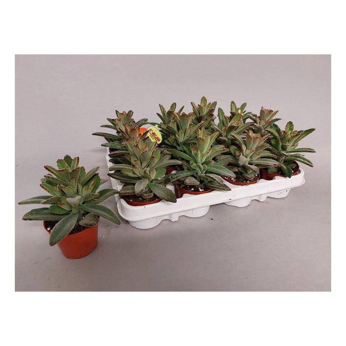 <h4>Kalanchoe tomentosa 8Ø 15cm</h4>