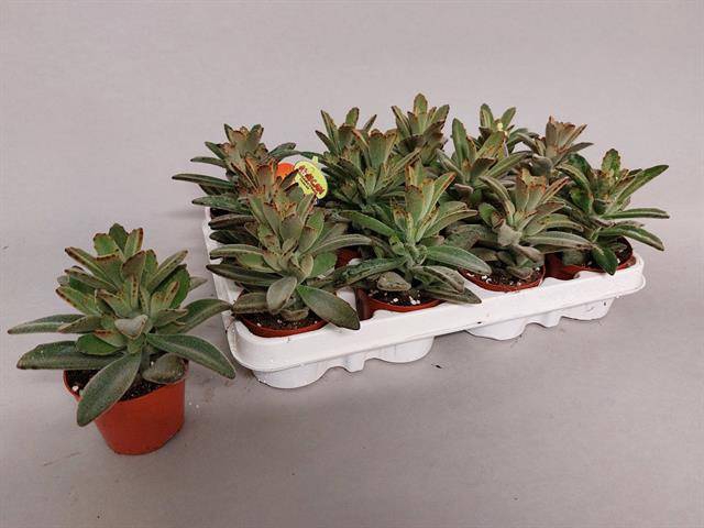 Kalanchoe tomentosa 8Ø 15cm