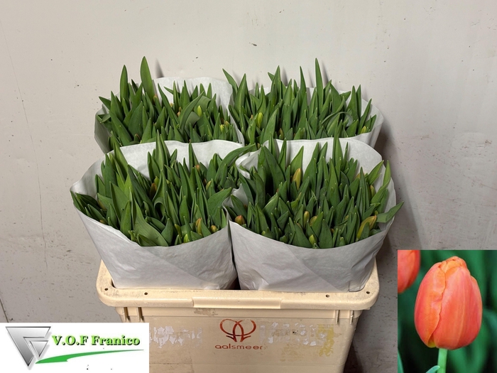 <h4>TU EN ORANGE JUICE</h4>