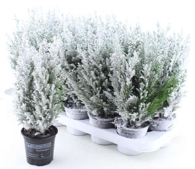 <h4>CHAM L ELLWOODII</h4>