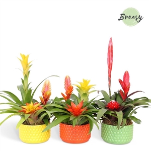 Bromelia Cupcake Bowl Siena