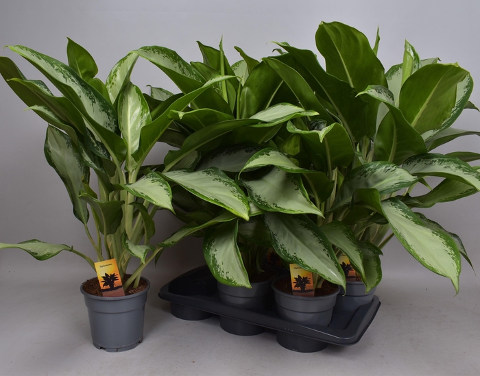 <h4>AGLAO CLEOPATRA</h4>