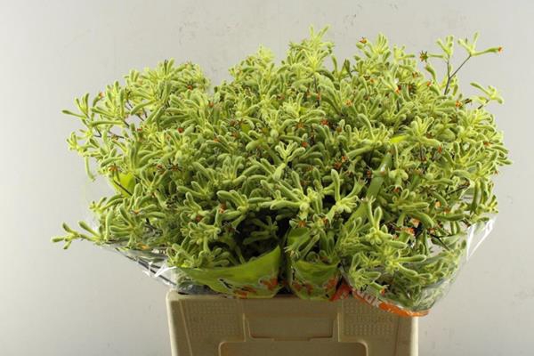 <h4>Anigoz Ov Groen Haak L 60</h4>