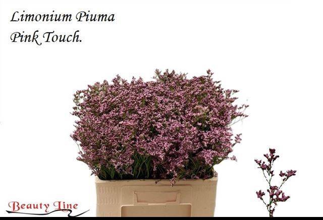 <h4>LIM PIUMA PINK TOUCH</h4>