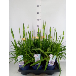 Agapanthus  'Amourette Superb'