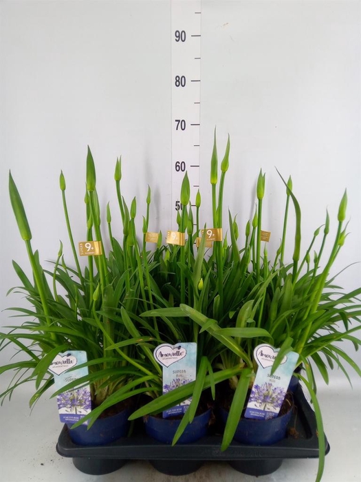 <h4>Agapanthus  'Amourette Superb'</h4>