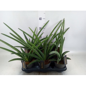 Sansevieria  'Tiara Grand Gazelle'