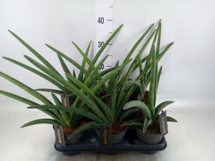 <h4>Sansevieria  'Tiara Grand Gazelle'</h4>