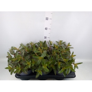 Sedum telep. 'Purple Emperor'