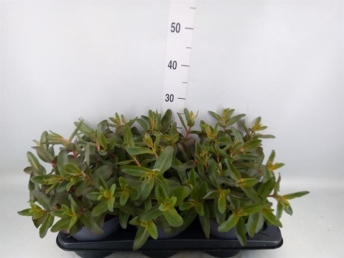 <h4>Sedum telep. 'Purple Emperor'</h4>
