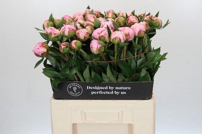 <h4>Paeonia sarah bernhardt</h4>