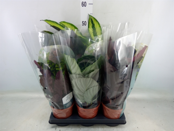 <h4>Calathea   ...mix</h4>