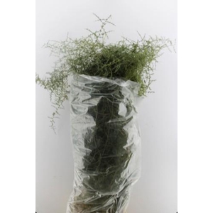 ASPARAGUS  WILD
