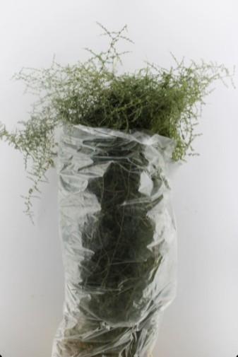<h4>ASPARAGUS  WILD</h4>