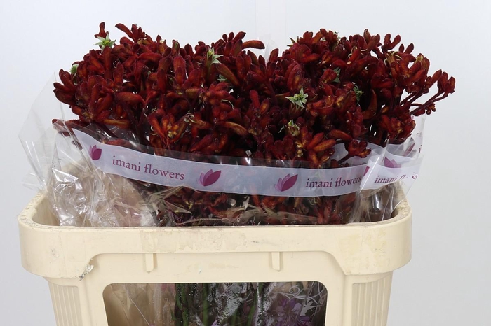 <h4>Anigozanthos Early Spring</h4>