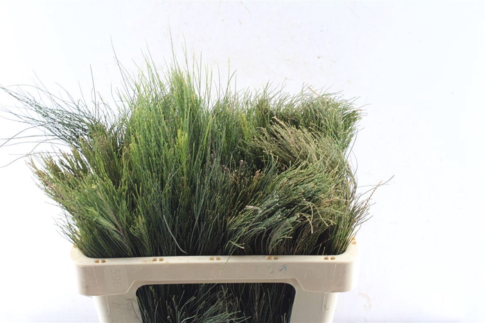 <h4>Kaaps Beefwood</h4>