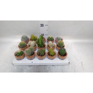 Cactus   ...