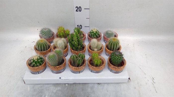 <h4>Cactus   ...</h4>