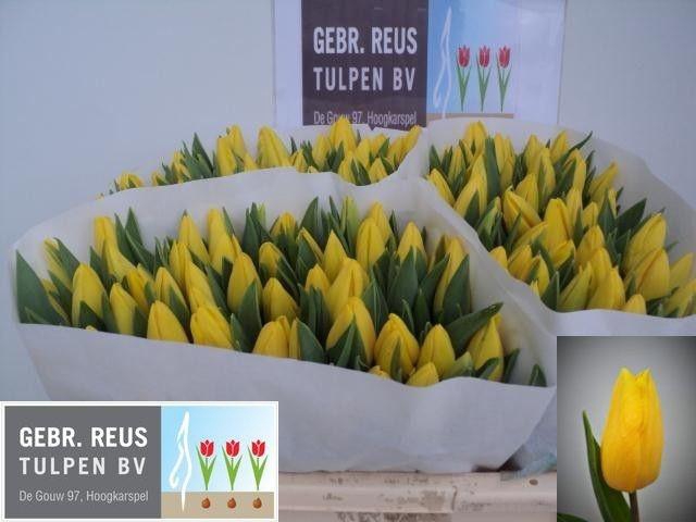 <h4>TU EN STRONG GOLD</h4>