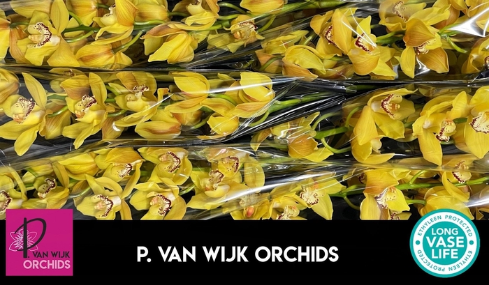 <h4>CYMB T DAY DREAM</h4>