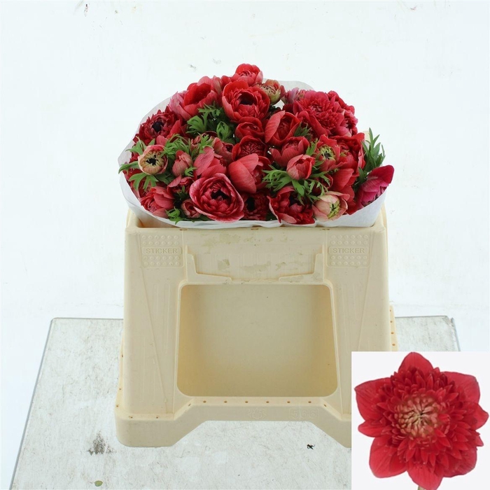 <h4>ANEM CO LEVAN ROSSO</h4>