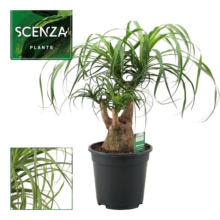 <h4>Beaucarnea vertakt 21 cm (Scenza)</h4>